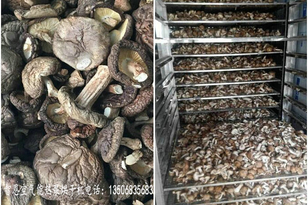 香菇烘干機(jī)香菇烘干機(jī)